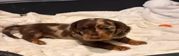 Miniature Dachshund dogs for sale: Miniature dachshund puppies - Advert 1