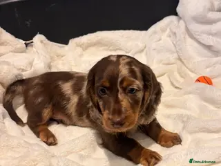 Miniature Dachshund dogs Miniature dachshund puppies - Advert 2