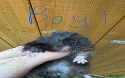 Hamster rodents for sale: Baby syrian hamsters males and females - Image 1
