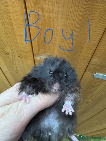 Hamster rodents - Advert 12