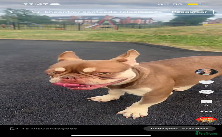 French Bulldog dogs - Advert 7