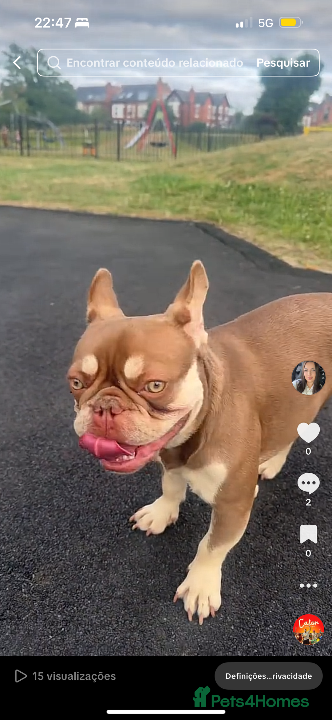 French Bulldog dogs for sale: French bulldog - Image 1