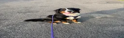 Bernese Mountain Dog dogs for sale: Bernese mountain dog puppy  in Leeds - Advert 2
