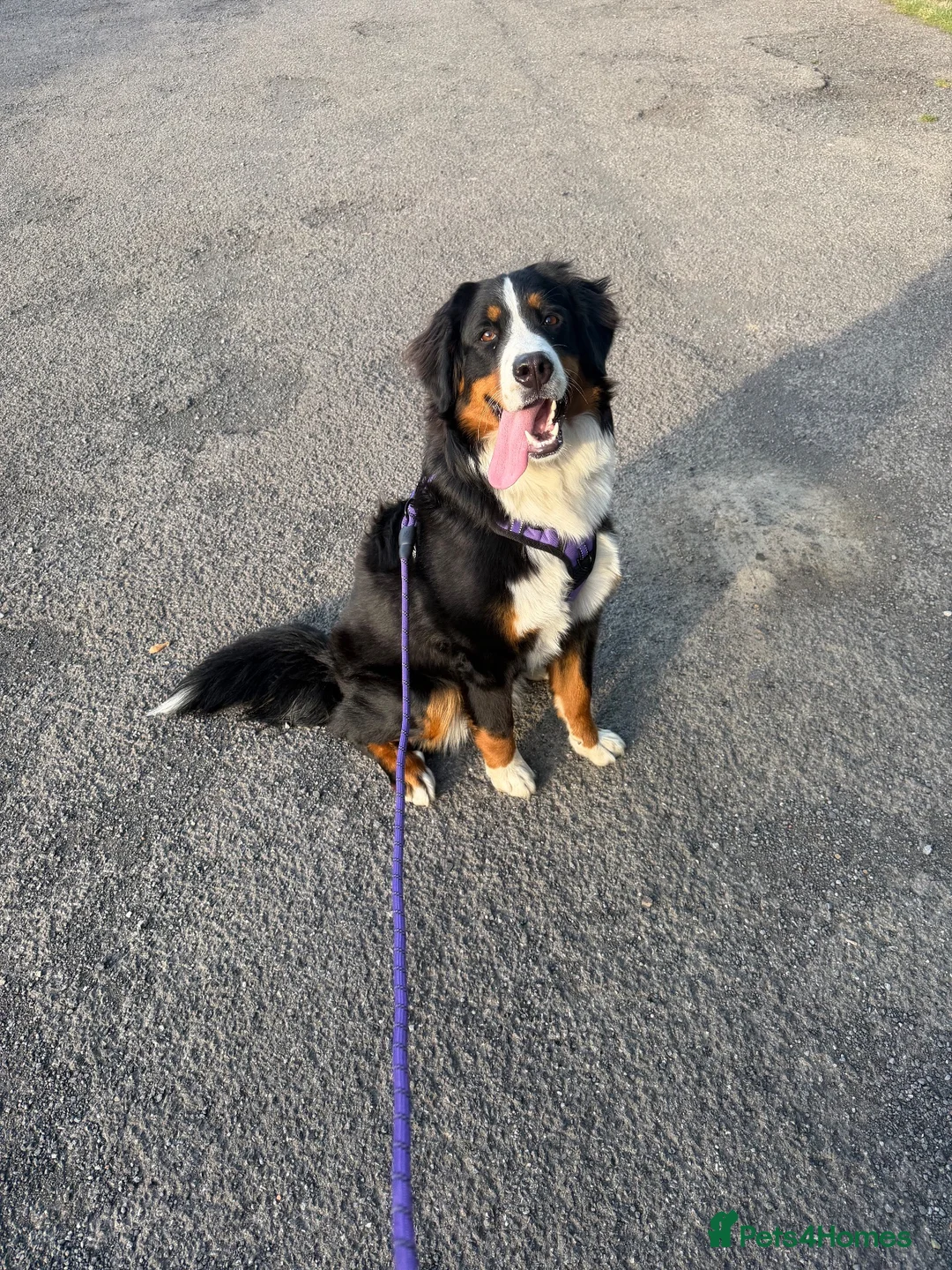 Bernese Mountain Dog dogs for sale: Bernese mountain dog puppy  in Leeds - Advert 2