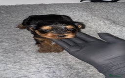 Yorkiepoo dogs for sale: Adorable yorkiepoo puppies ❤️ - Image 14