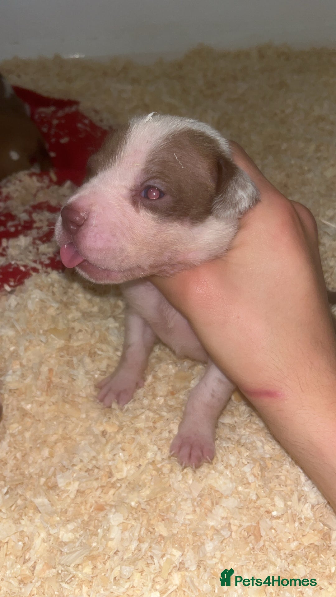 American Bull Staffy dogs for sale: 5 Girls 3 Boys American bull staffy pups  - Advert 7