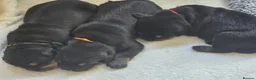 Rottweiler dogs for sale: 3 adorable rottweiler girls  - Advert 6