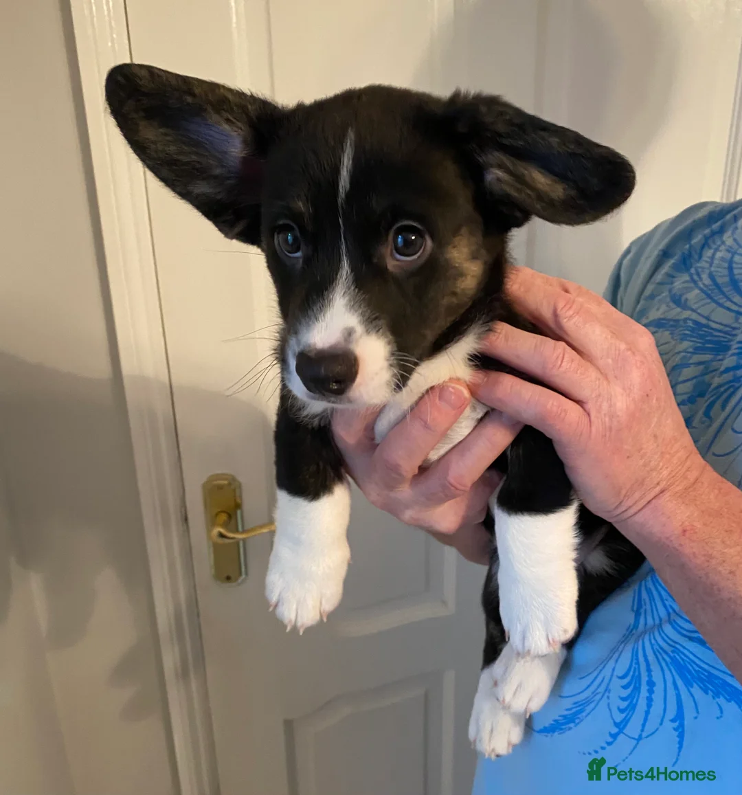 Welsh Corgi Cardigan dogs for sale: WELSH CARDIGAN CORGI GIRLS READY NOW - Advert 38