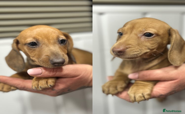 Miniature Dachshund dogs - Advert 9