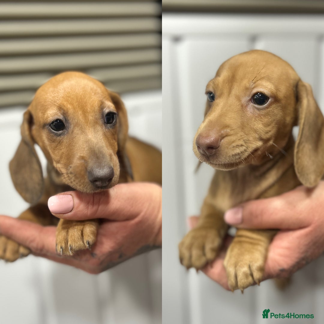 Miniature Dachshund dogs for sale: READY NOW! DAPPLE MINIATURE DACHSHUNDS⭐️ - Image 1