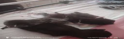 Domestic Shorthair cats for sale: Kittens for adoption  in High Wycombe - Advert 7