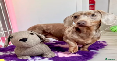 Miniature Dachshund dogs - Advert 3