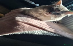Ragdoll cats for stud: Ragdoll Stud  in Manchester - Image 28