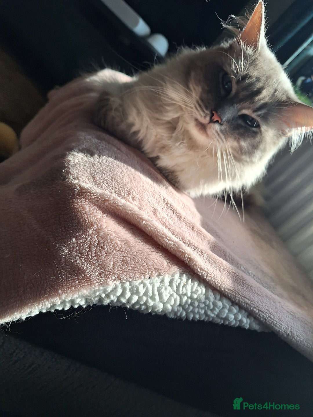 Ragdoll cats for stud: Ragdoll Stud  in Manchester - Image 28