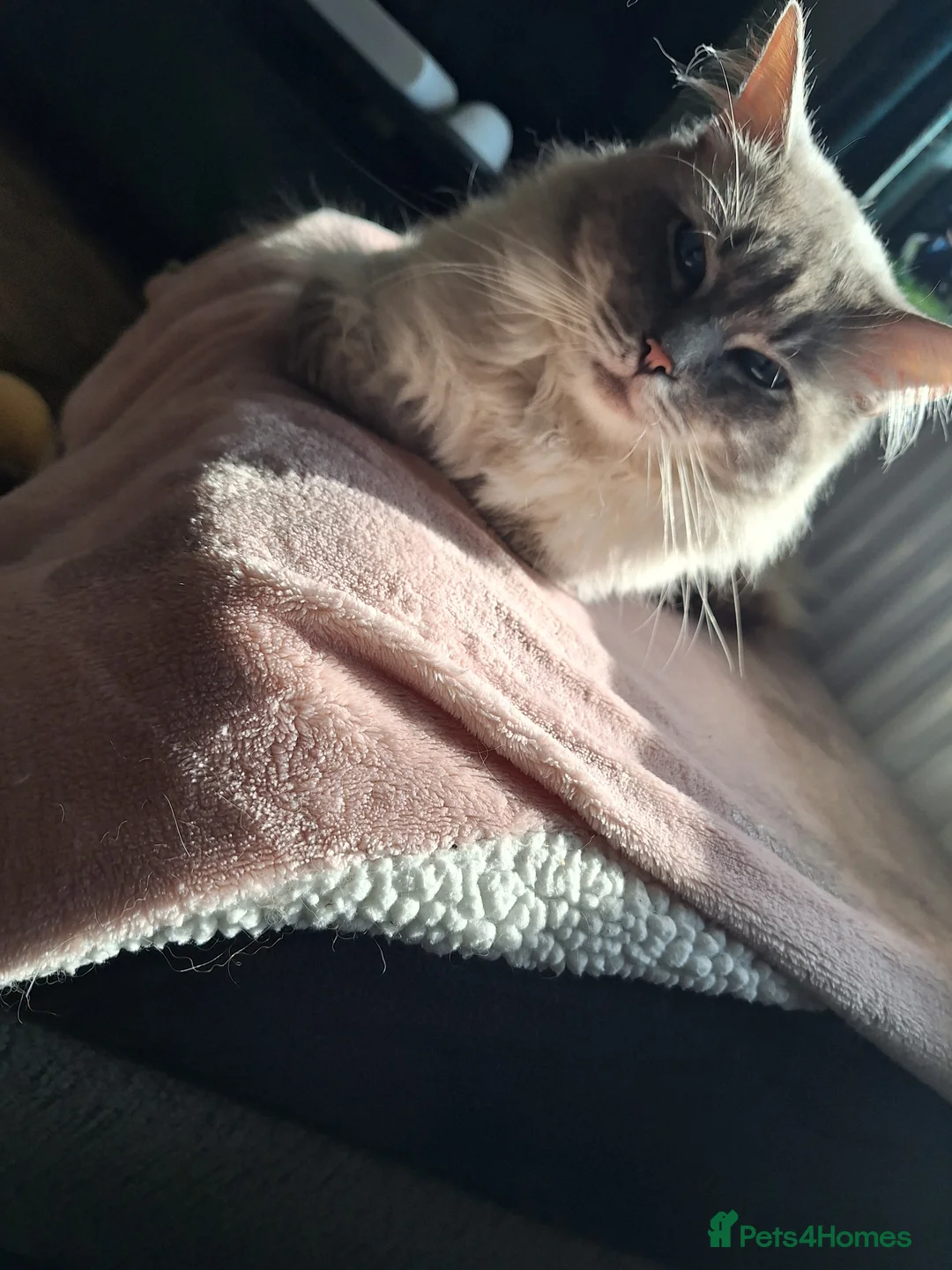 Ragdoll cats for stud: Ragdoll Stud  in Manchester - Advert 26