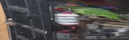 Parakeets birds for sale: Bonded pair of Ringnecks - Advert 2