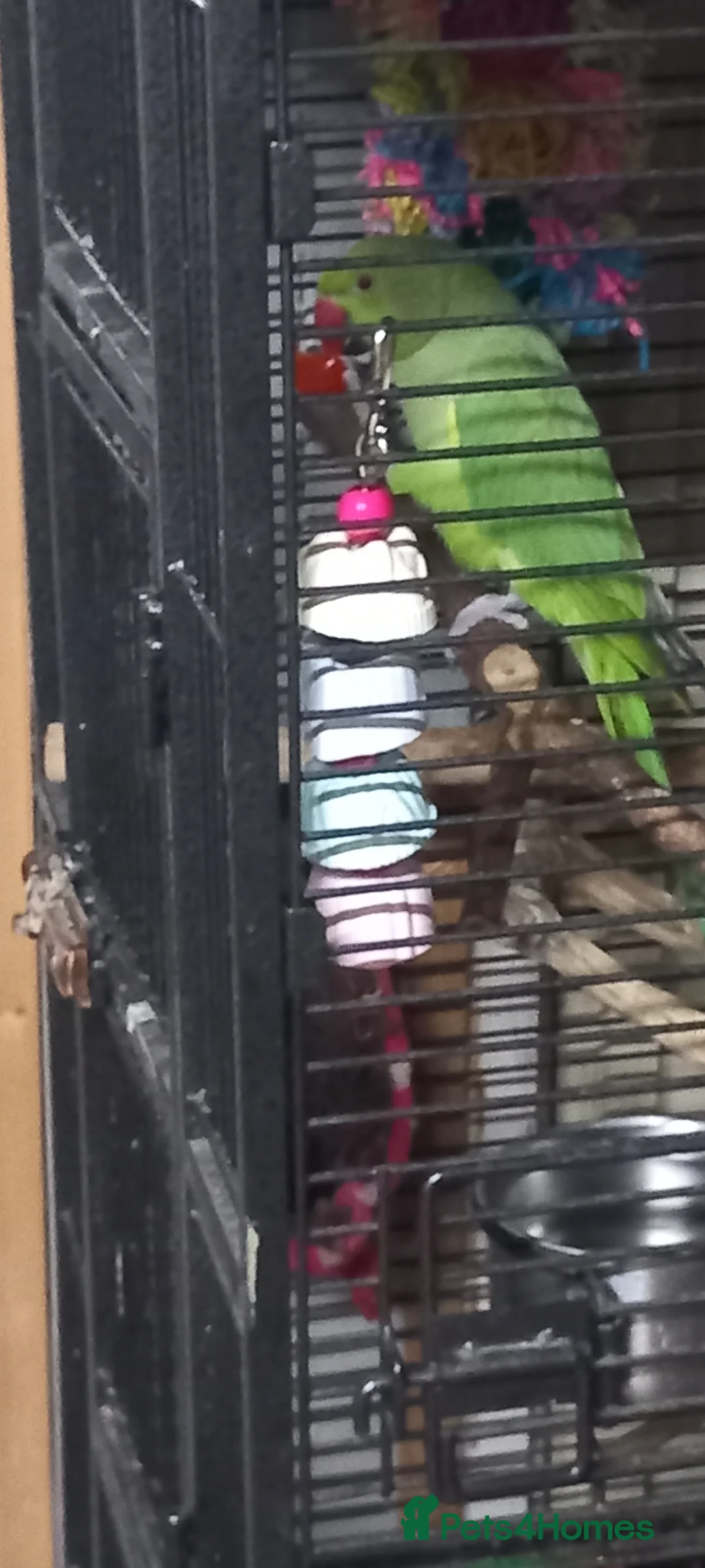 Parakeets birds for sale: Bonded pair of Ringnecks - Advert 2
