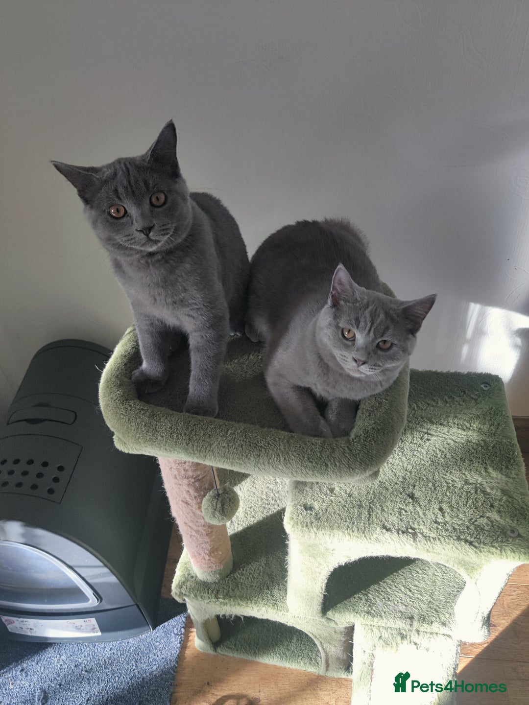 Scottish Fold cats for sale: Scottish straight boys for sale  - Advert 17