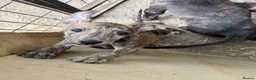 Lurcher dogs for sale: x2 Beautiful Boy Lurcher Puppies  - Advert 5