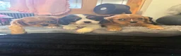 Cavalier King Charles Spaniel dogs for sale: 💙Ready now Kc dna clear cavalier pupies 💙 - Advert 22