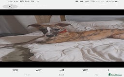 Whippet dogs for sale: Sadly for rehoming mother and son kc whippets. - Image 1