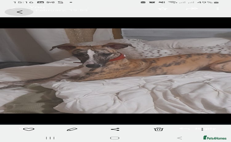 Whippet dogs - Advert 10