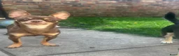 Chihuahua dogs for sale: 4 stunning chihuahua puppies  - Advert 10