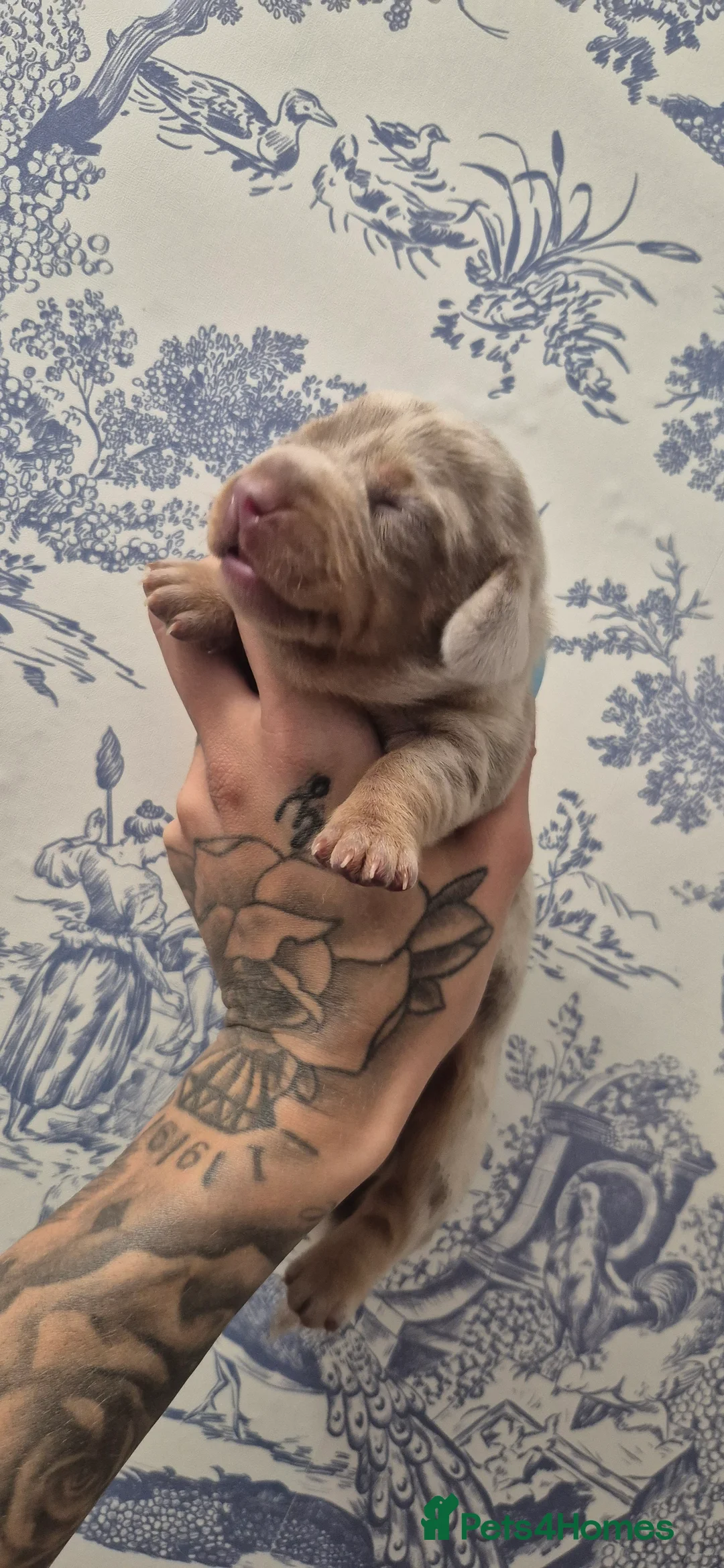 Miniature Dachshund dogs for sale: Miniature Dachshunds  - Advert 2