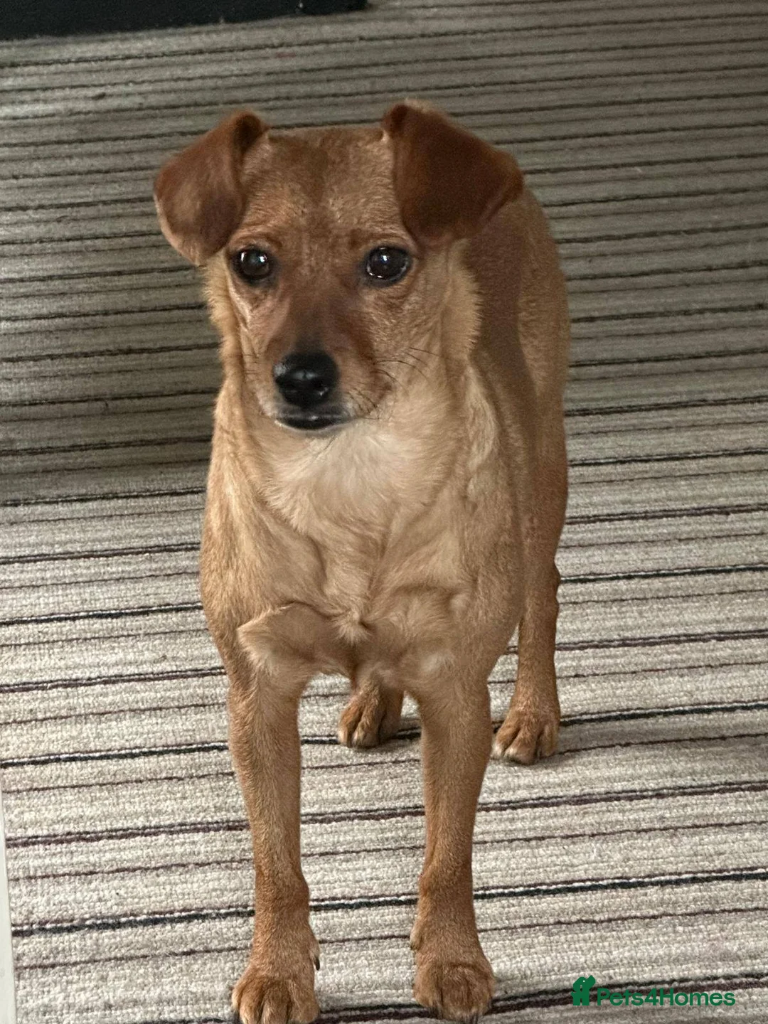 Mixed Breed dogs for adoption: Honey in UK foster - Nuneaton - Advert 2