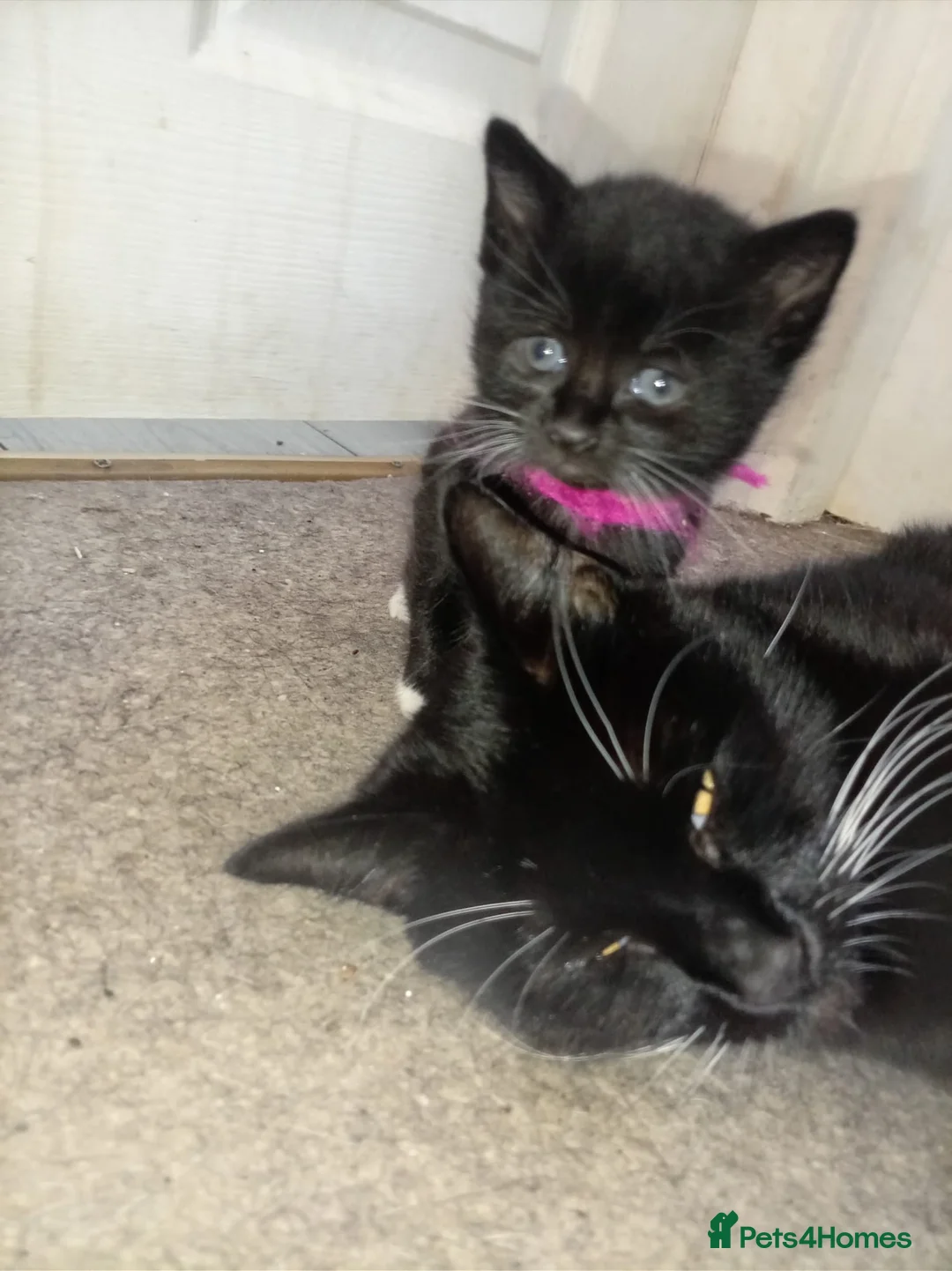 British Shorthair cats for sale: Beautiful kittens looking for forever home ! - Advert 2