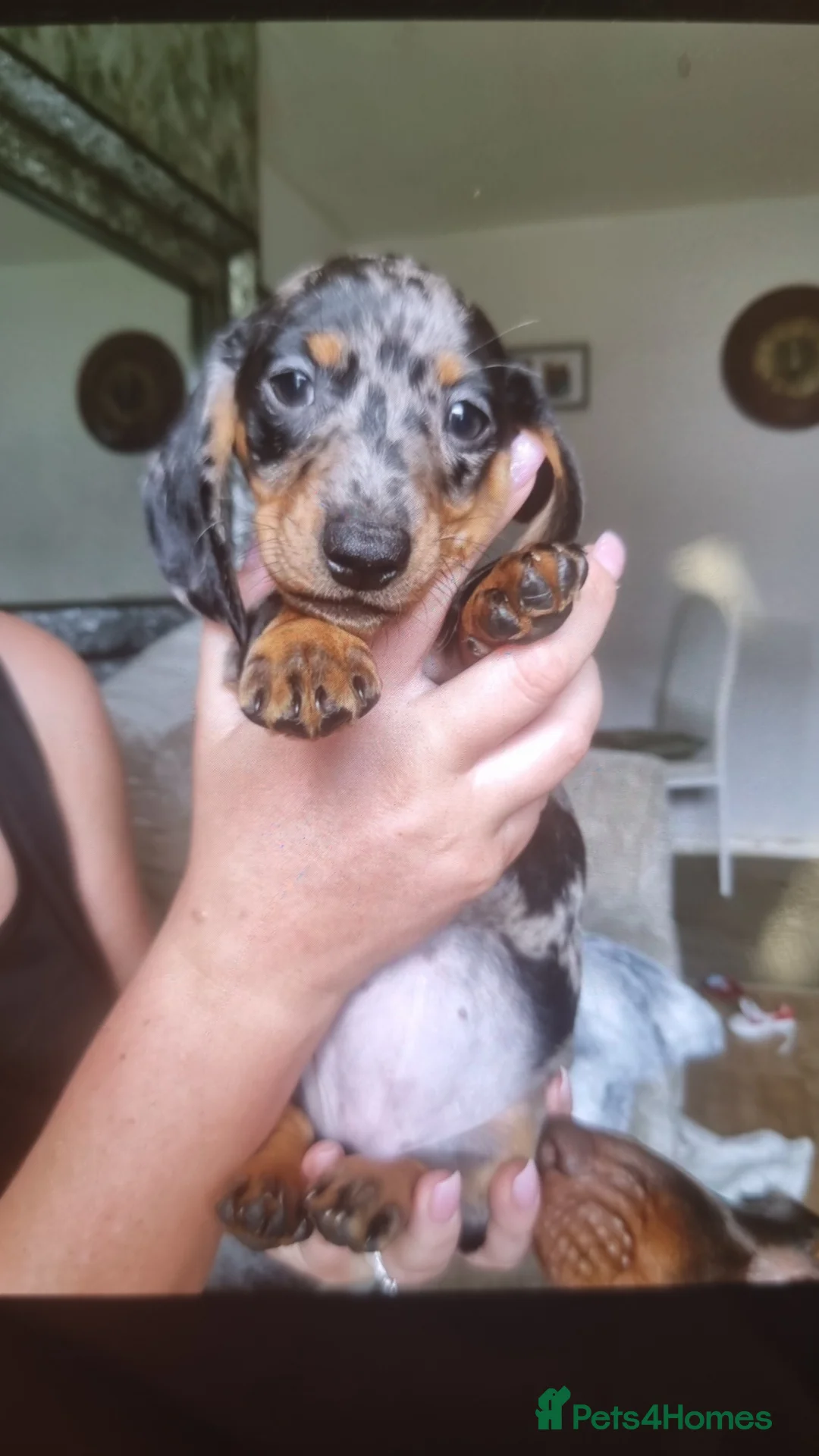 Miniature Dachshund dogs for sale: Grey black and tan dapple female - Advert 2