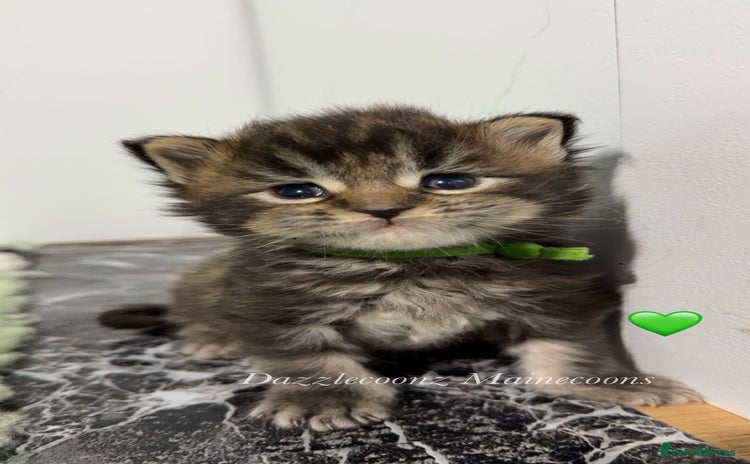 Maine Coon cats - Advert 13