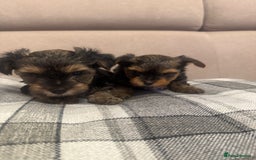 Yorkshire Terrier dogs for sale: YORKSHIRE TERRIER 2 BOYS  - Image 20