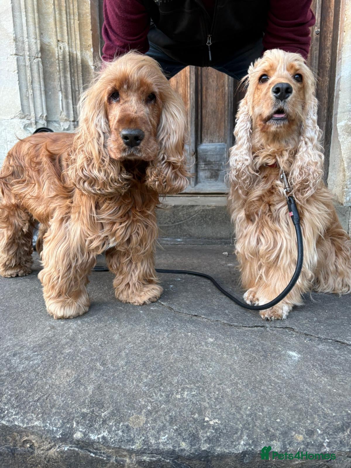 Cocker Spaniel dogs Health Tested SHOW Cockers Spaniels DUE - Advert 13