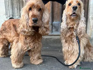 Cocker Spaniel dogs Health Tested SHOW Cockers Spaniels DUE - Advert 13