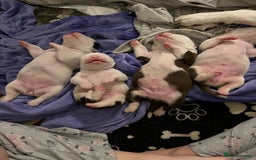 Mixed Breed dogs for sale: 4 beautiful American bully cross staffy puppies - Image 5