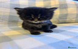 Maine Coon cats for sale: 5 week old Pure Bred Maine Coons for sale. - Image 12
