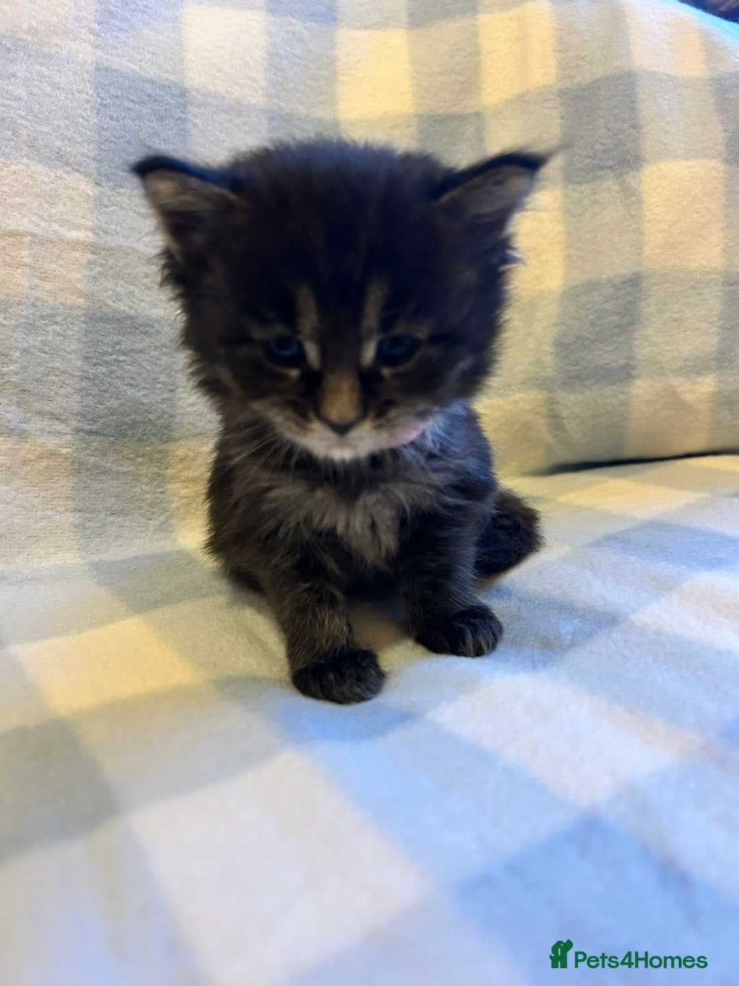 Maine Coon cats for sale: 5 week old Pure Bred Maine Coons for sale. - Image 12