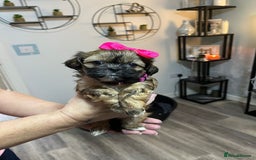 Shih Tzu dogs for sale: Shih tzu pups - Advert 7