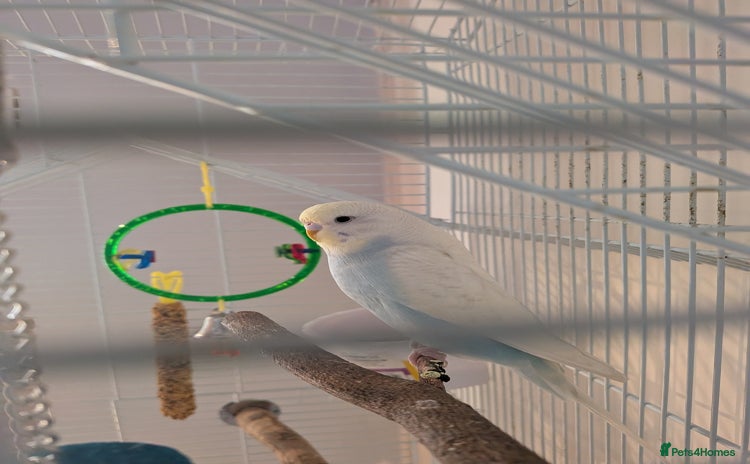 Budgerigars birds - Advert 4