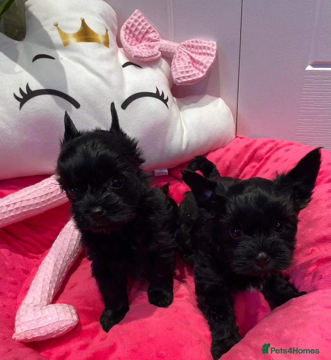 Yorkshire Terrier dogs for sale: pedigree yorkshire terrier ‼️‼️ - Advert 1