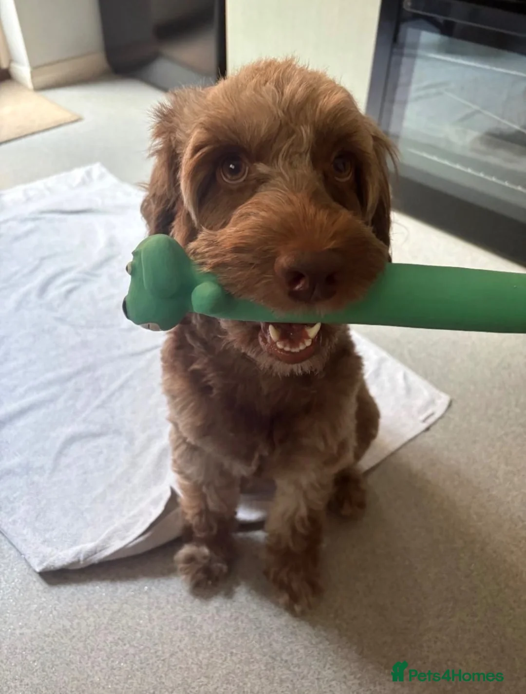 Cockapoo dogs for sale: Merle male cockapoo in London - Advert 2