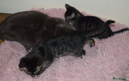Bengal cats for sale: BEAUTIFUL HALF BENGAL KITTENS - Image 8