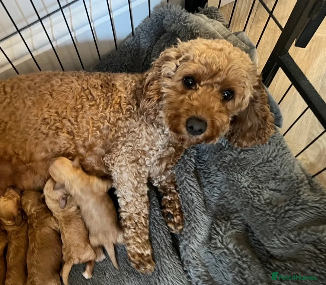 Maltipoo dogs for sale: Gorgeous Maltipoo Puppies 🐾💕 - Advert 2