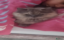 Persian cats for sale: Persian mixed breed  - Image 15