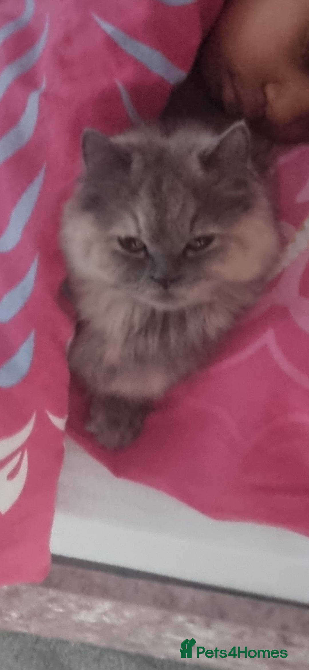 Persian cats for sale: Persian mixed breed  - Image 15