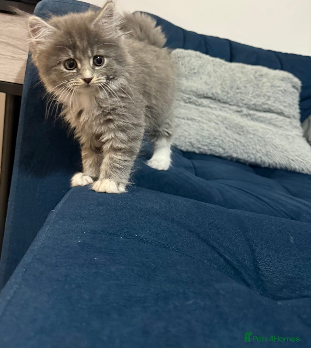 British Longhair cats for sale: British longhair X British Blue - Image 6