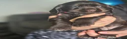 Cocker Spaniel dogs for sale: KC Show Cocker Spaniel  - Advert 20