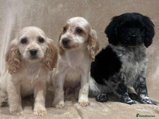 Cockapoo dogs Stunning cockapoo puppies - Advert 5