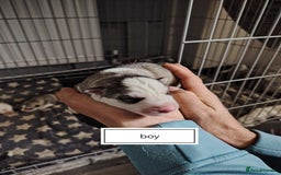 Siberian Husky dogs for sale: Siberian huskys puppys - Image 6